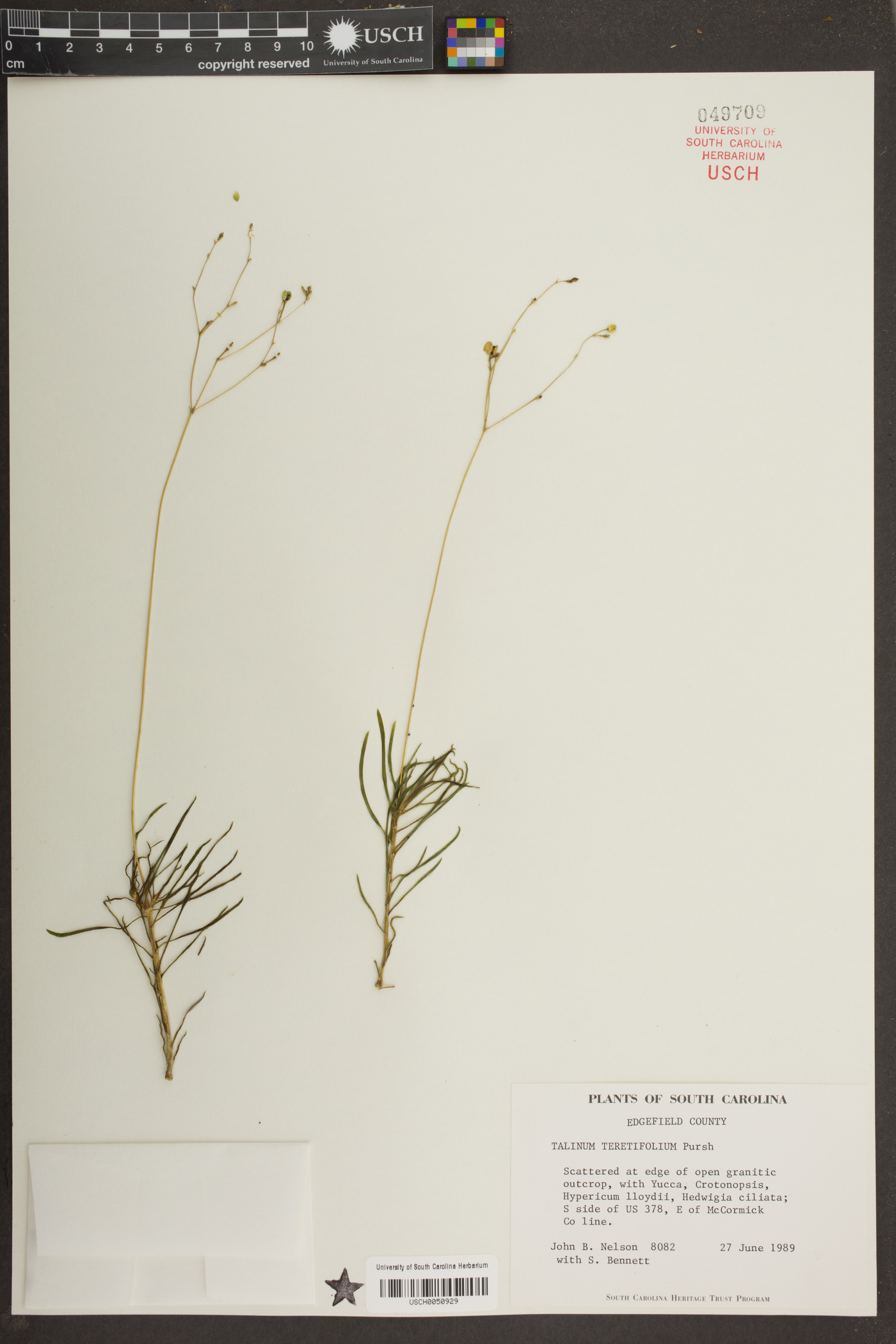 Phemeranthus teretifolius image