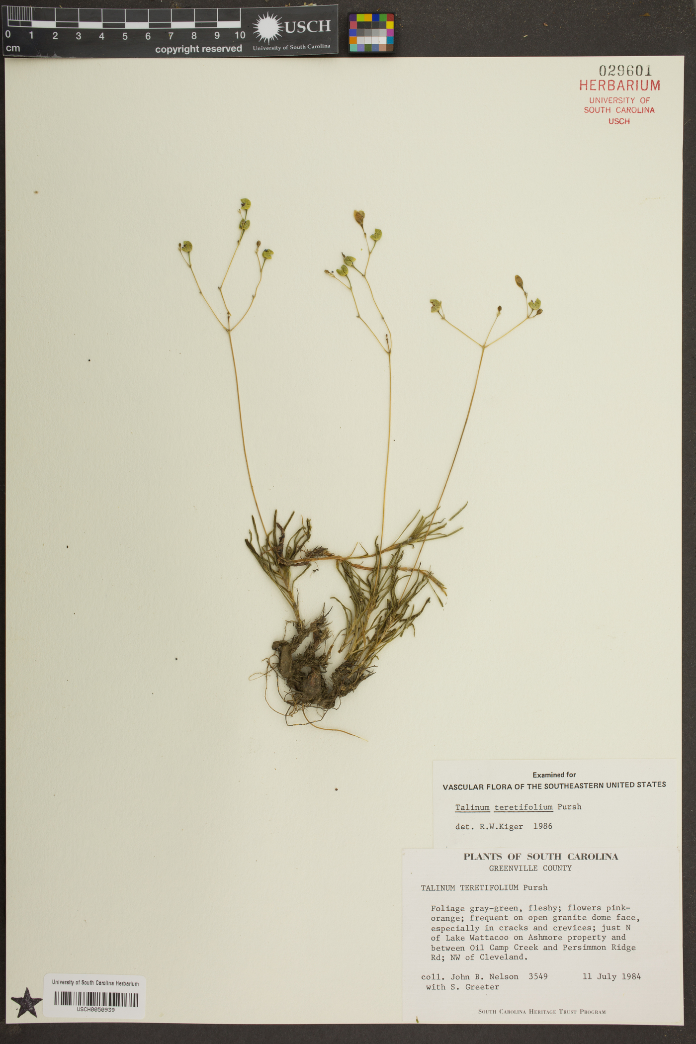 Phemeranthus teretifolius image