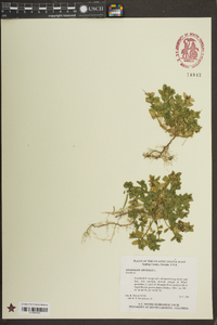 Lysimachia arvensis image