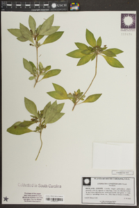Lysimachia congestiflora image