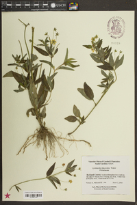 Lysimachia lanceolata image