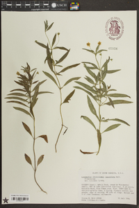 Lysimachia lanceolata image