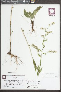 Solidago vaseyi image