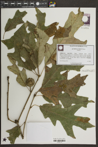 Quercus lyrata image