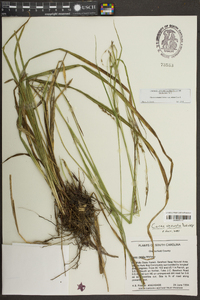 Carex venusta var. minor image