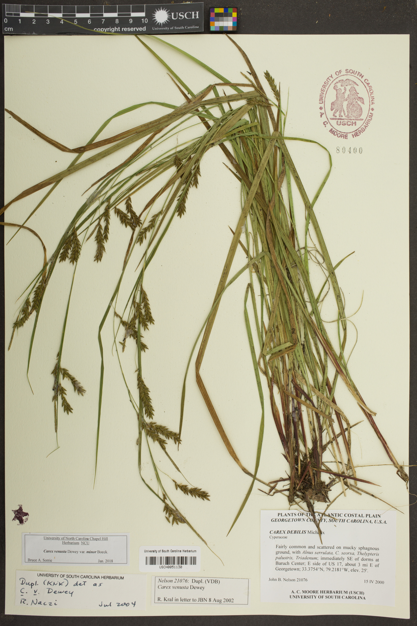 Carex venusta var. minor image