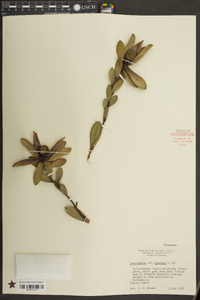 Leucadendron plumosum image