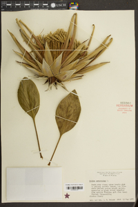 Protea cynaroides image