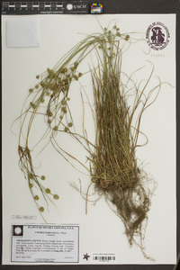 Cyperus echinatus image