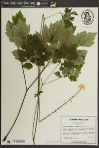 Actaea racemosa image