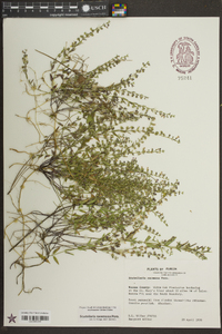 Scutellaria racemosa image