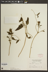 Clematis crispa image