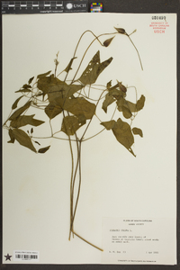 Clematis crispa image