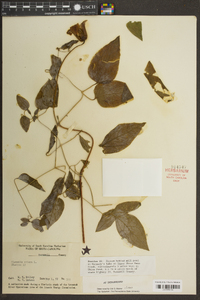 Clematis crispa image