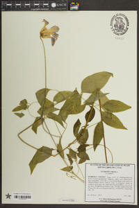 Clematis crispa image