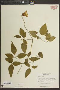 Clematis crispa image