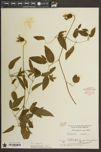 Clematis crispa image