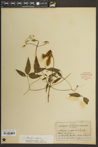 Clematis crispa image