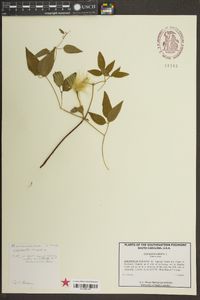 Clematis crispa image