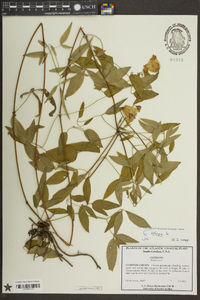 Clematis crispa image