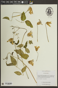 Clematis crispa image