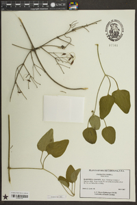 Clematis crispa image