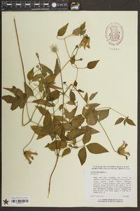 Clematis crispa image