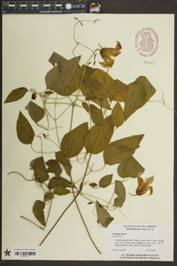 Clematis crispa image