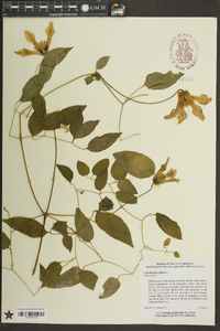 Clematis crispa image