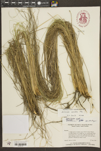 Aristida stricta image