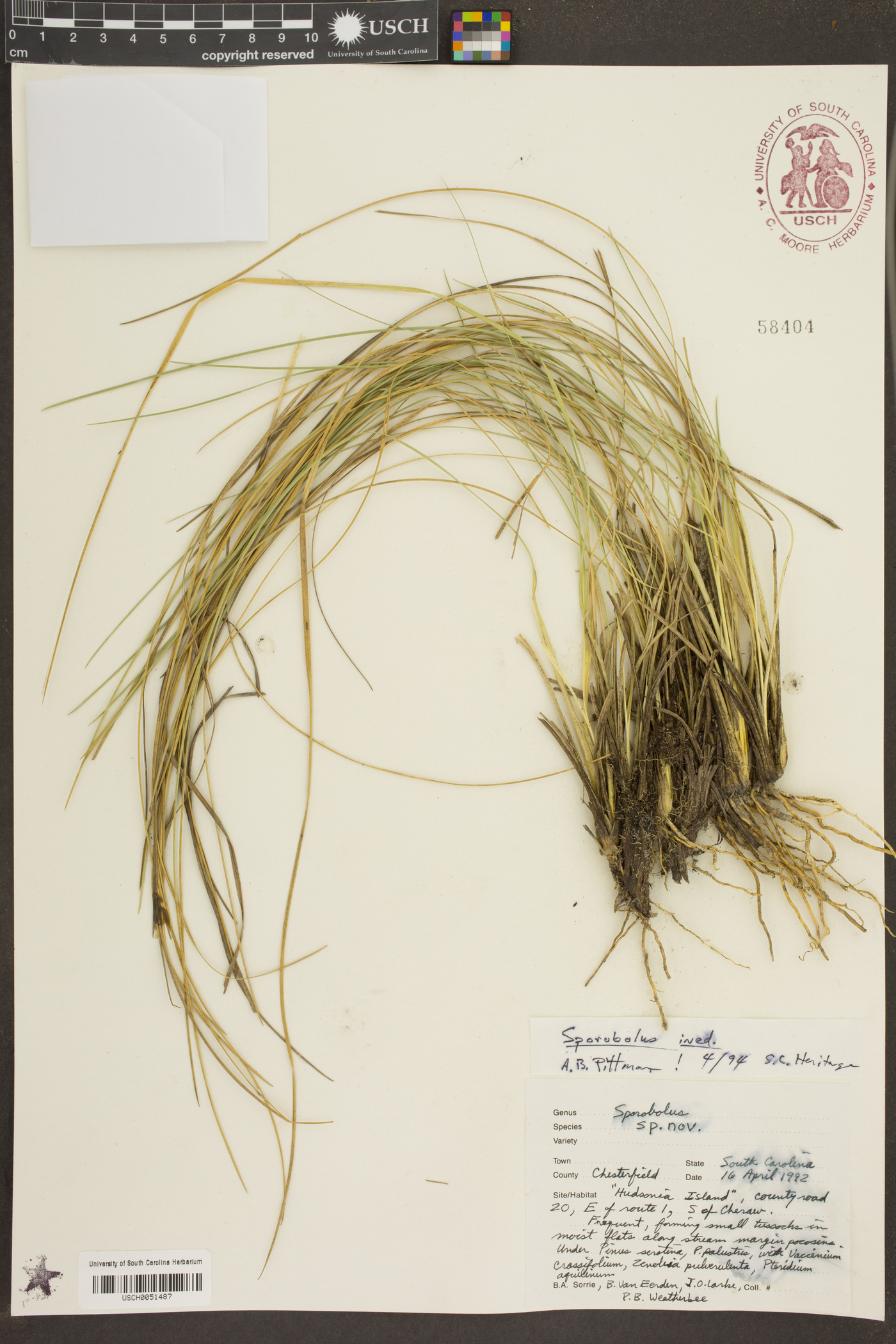 Sporobolus pinetorum image