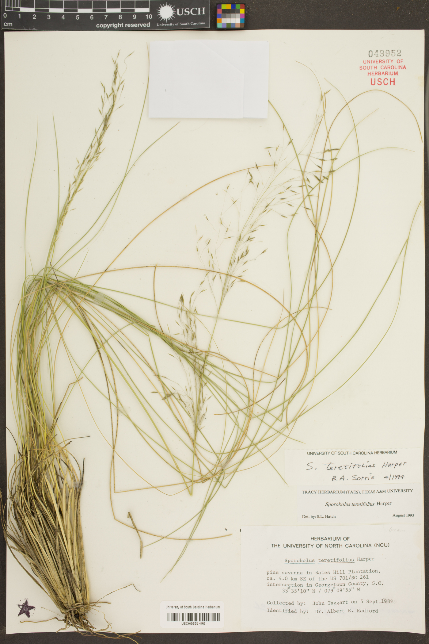 Sporobolus teretifolius image