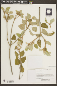 Croton punctatus image