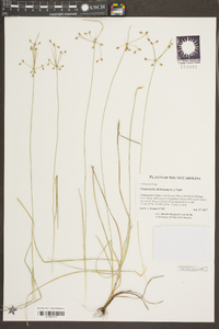 Fimbristylis dichotoma image