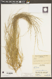 Aristida purpurascens image