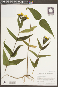 Helianthus divaricatus image