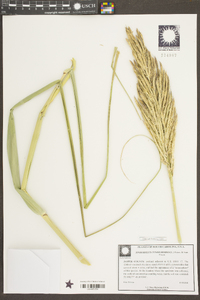 Spartina cynosuroides image