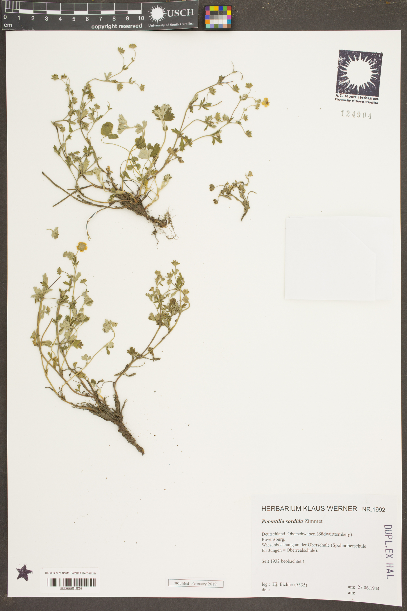 Argentina polyphylla image