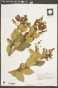 Ligustrum lucidum image