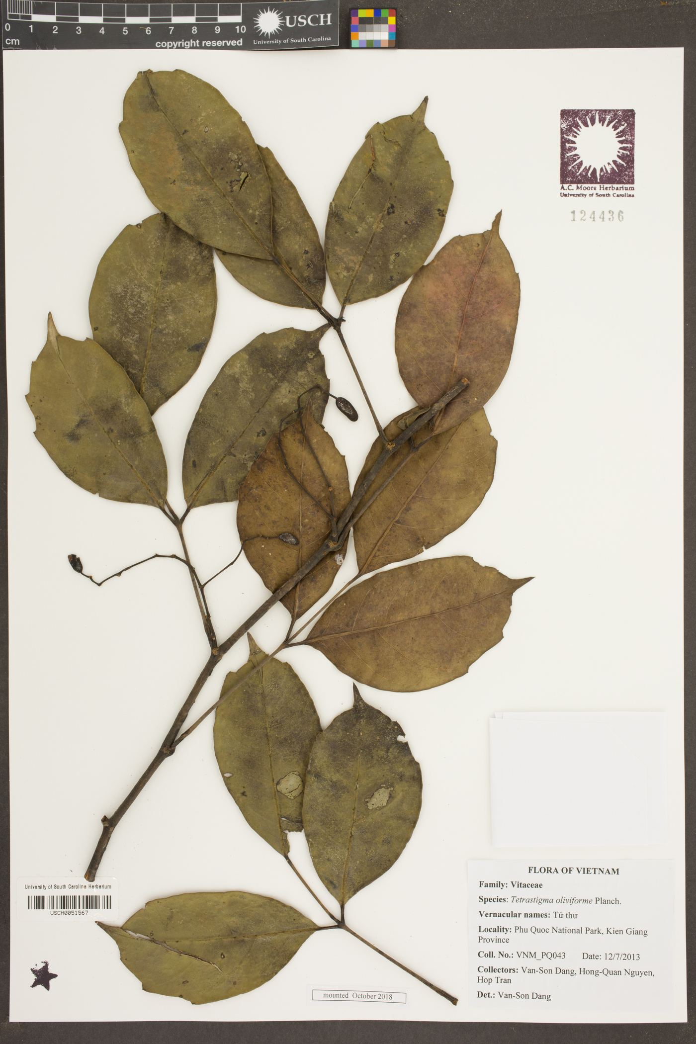 Tetrastigma oliviforme image