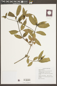 Image of Oldenlandia quocensis