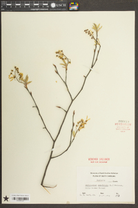 Amelanchier canadensis image