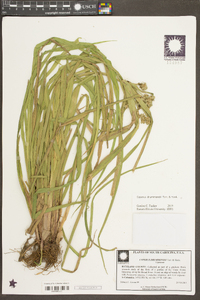 Cyperus drummondii image