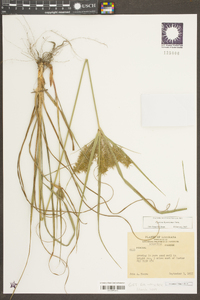 Cyperus hystricinus image