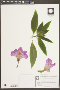 Ruellia macrantha image