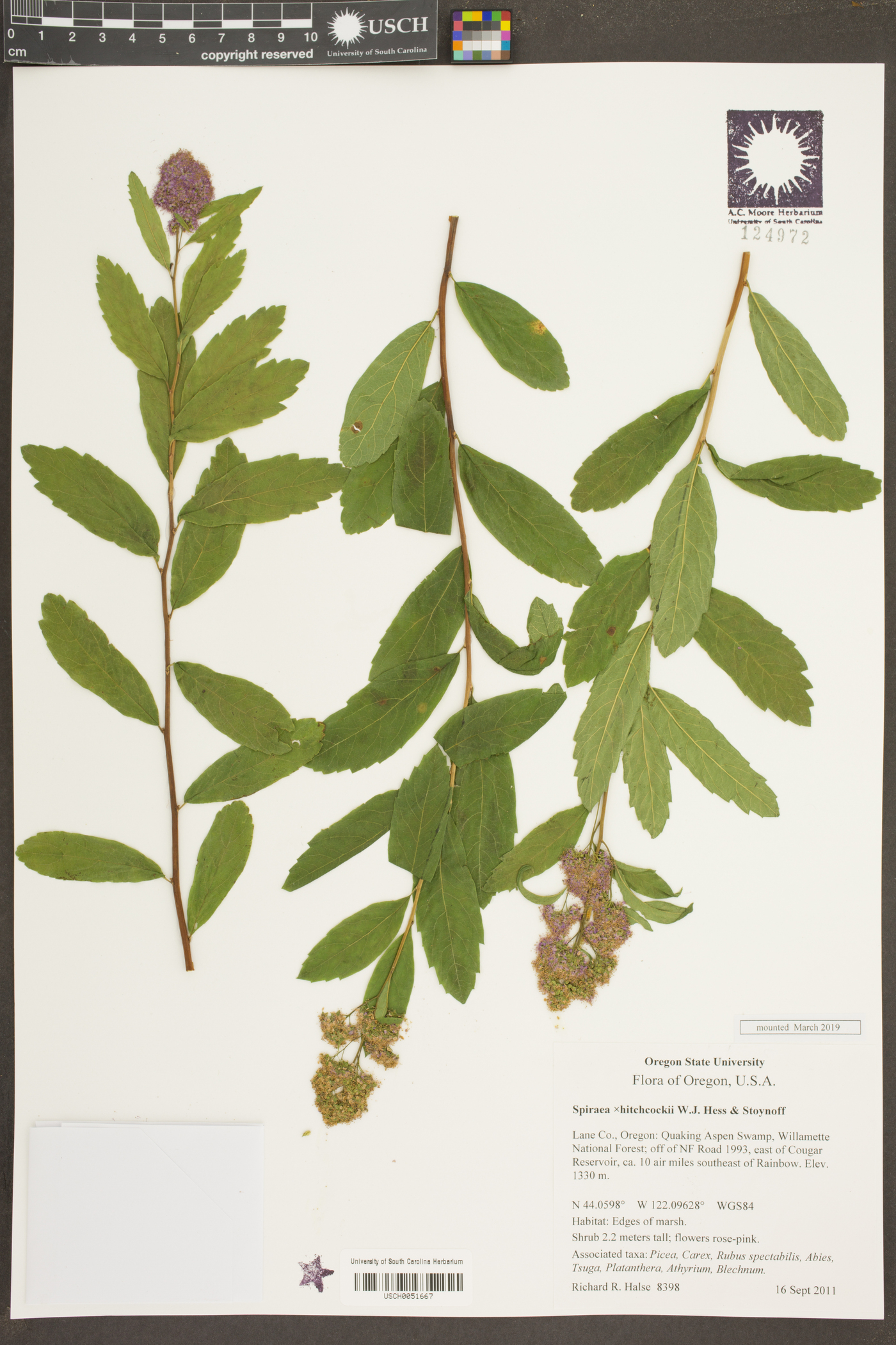 Spiraea hitchcockii image