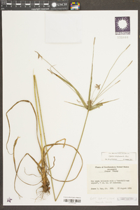 Cyperus retrofractus image