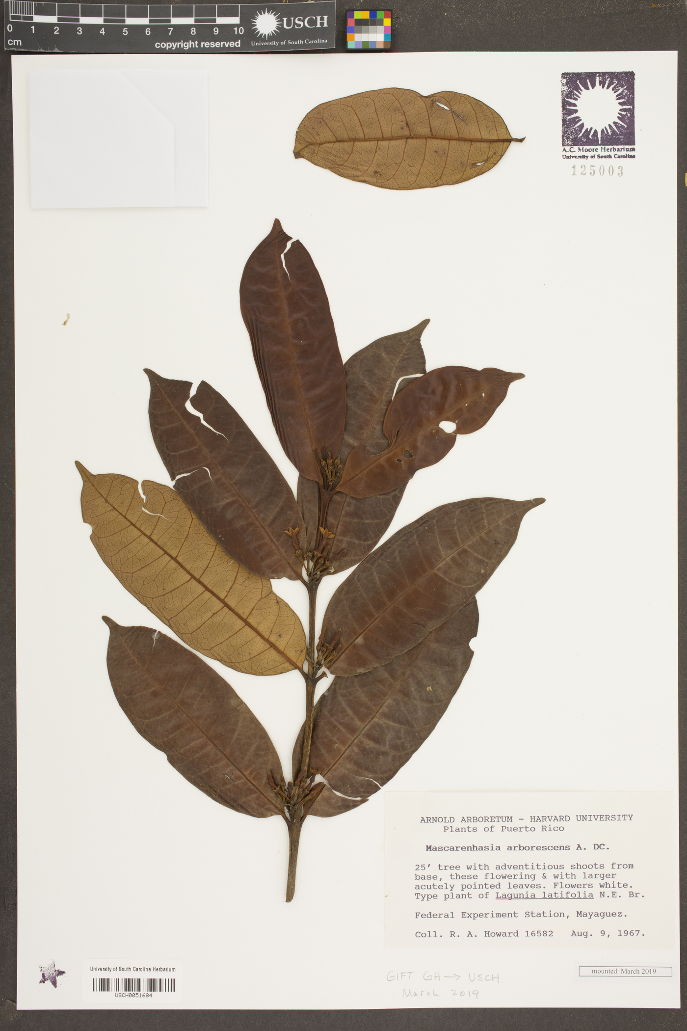 Mascarenhasia image