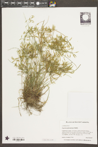 Cyperus polystachyos image