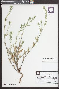 Buglossoides arvensis image